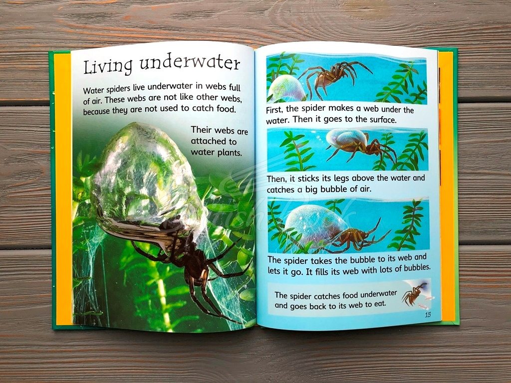 Книга Usborne Beginners Spiders зображення 4