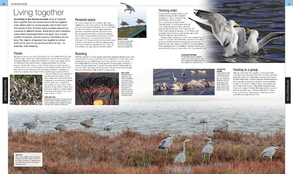 Книга Bird: The Definitive Visual Guide зображення 10