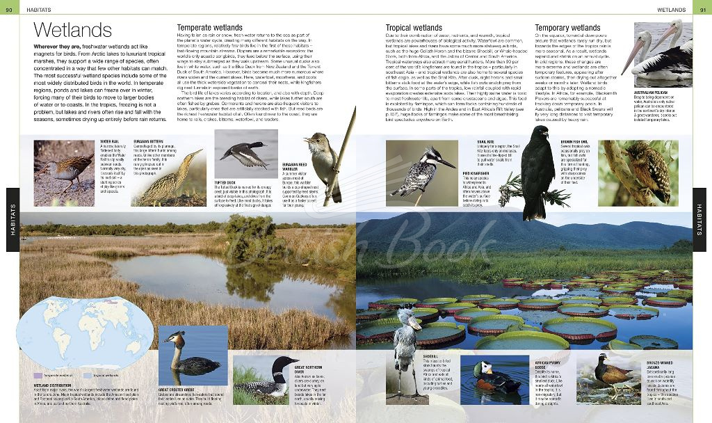Книга Bird: The Definitive Visual Guide зображення 9