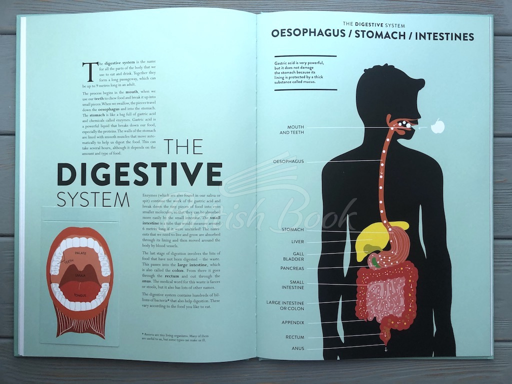 Книга Anatomy: A Cutaway Look Inside the Human Body зображення 14