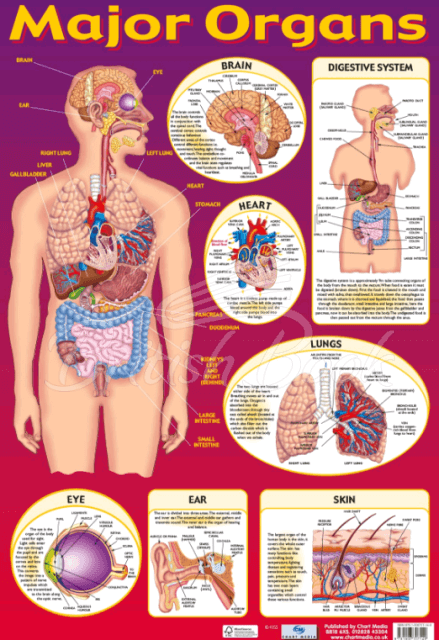 Плакат Major Organs Poster зображення