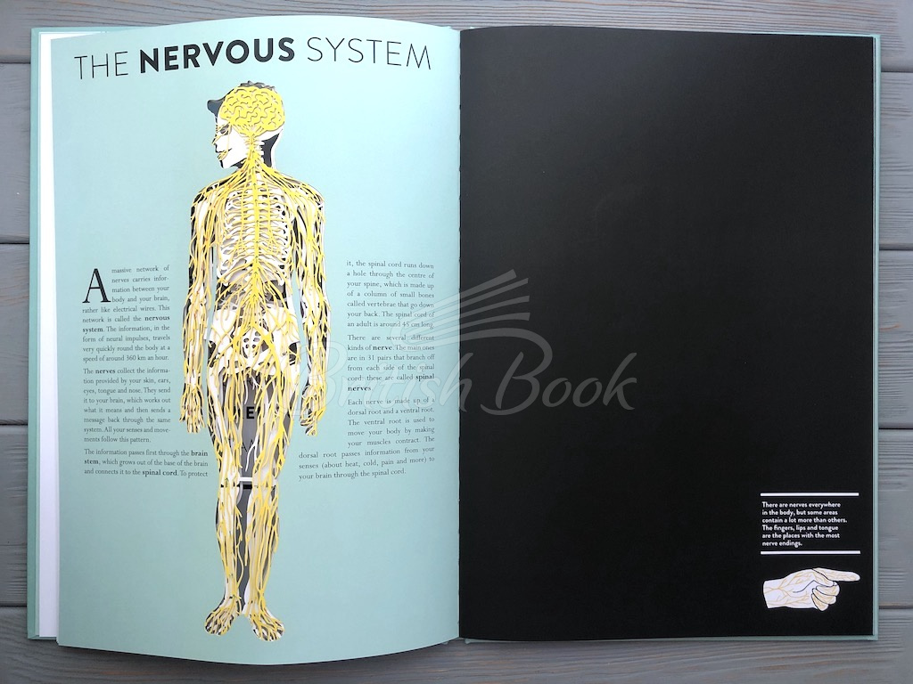 Книга Anatomy: A Cutaway Look Inside the Human Body зображення 5