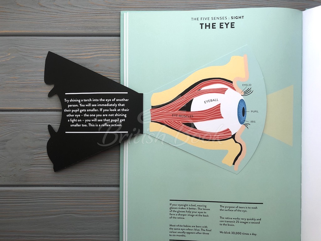 Книга Anatomy: A Cutaway Look Inside the Human Body зображення 18
