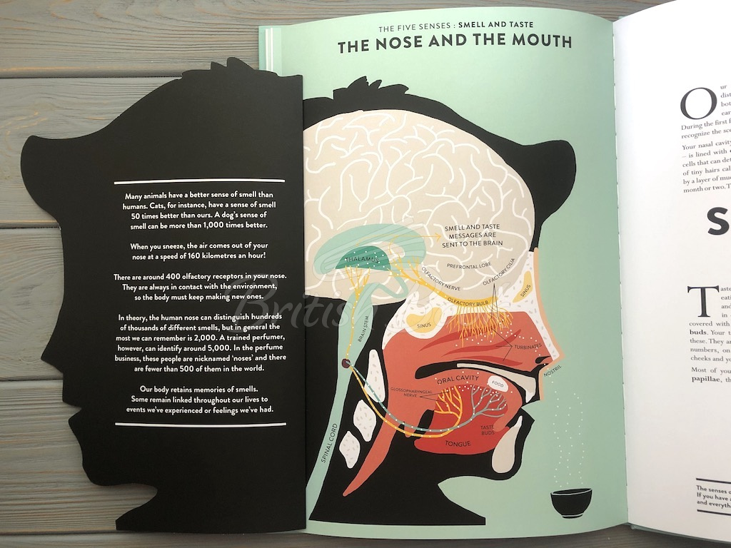 Книга Anatomy: A Cutaway Look Inside the Human Body зображення 20