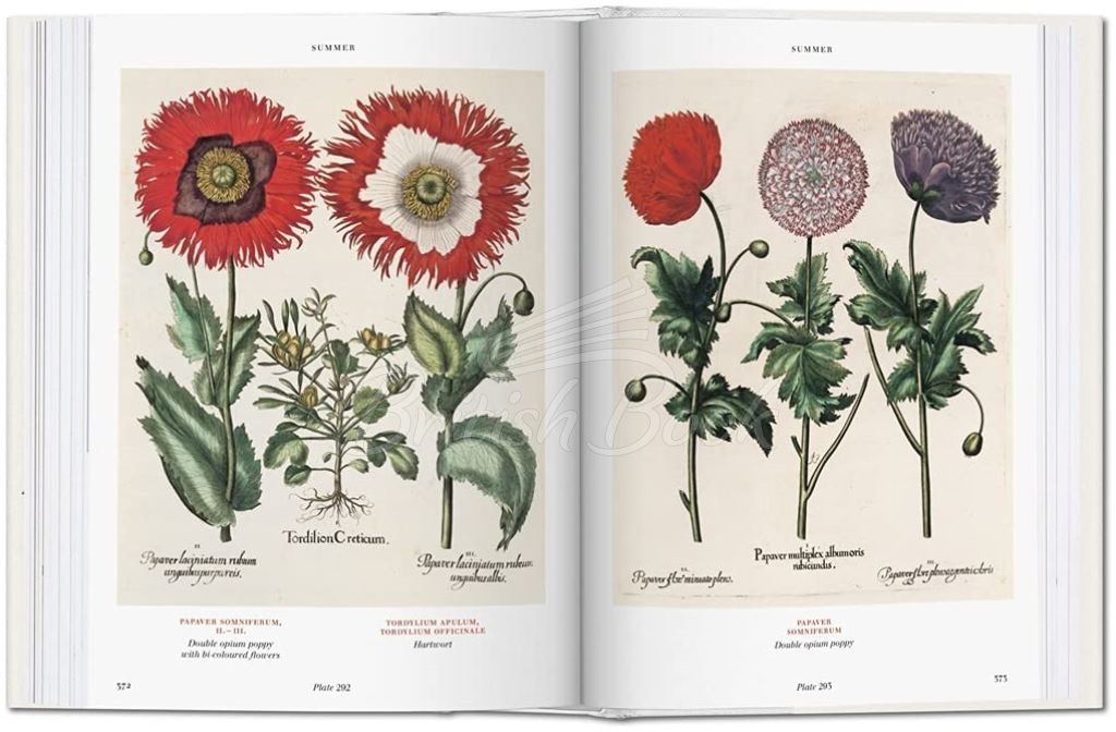 Книга Basilius Besler Florilegium: The Book of Plants зображення 6