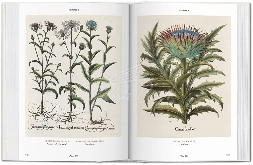 Книга Basilius Besler Florilegium: The Book of Plants зображення 2