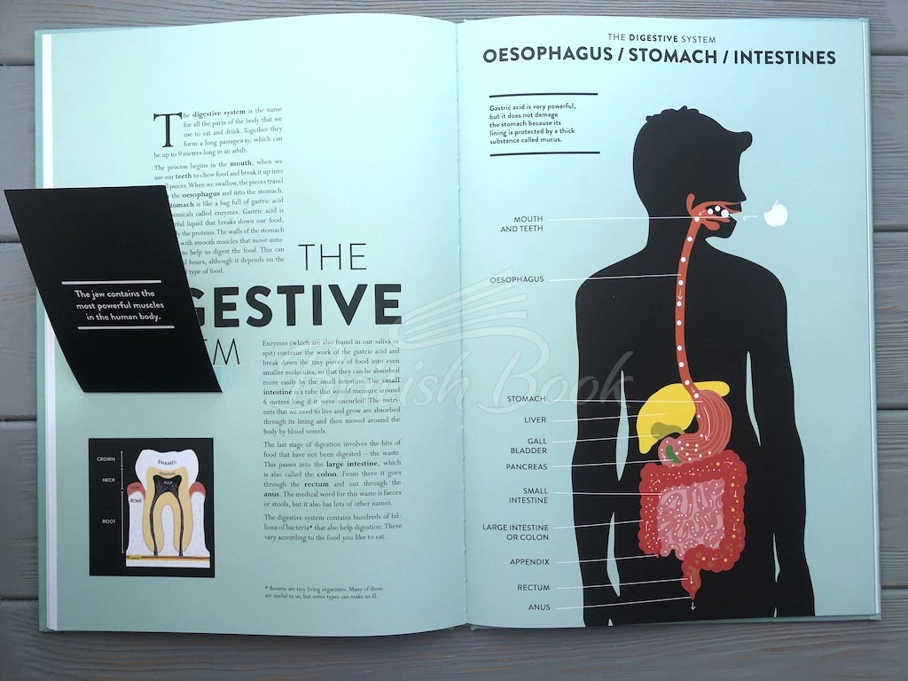 Книга Anatomy: A Cutaway Look Inside the Human Body зображення 15