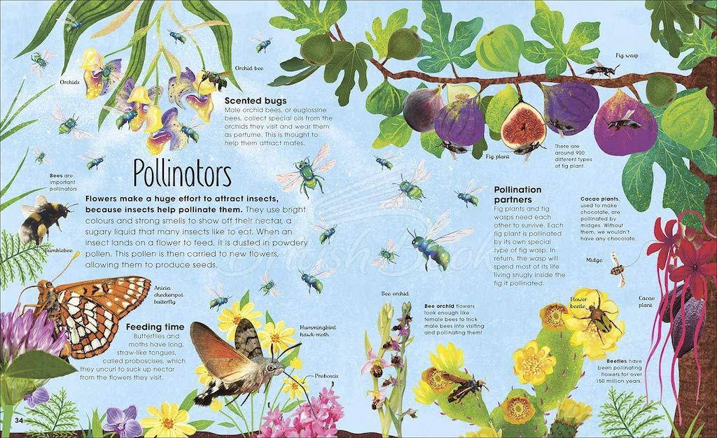 Книга The Book of Brilliant Bugs зображення 6