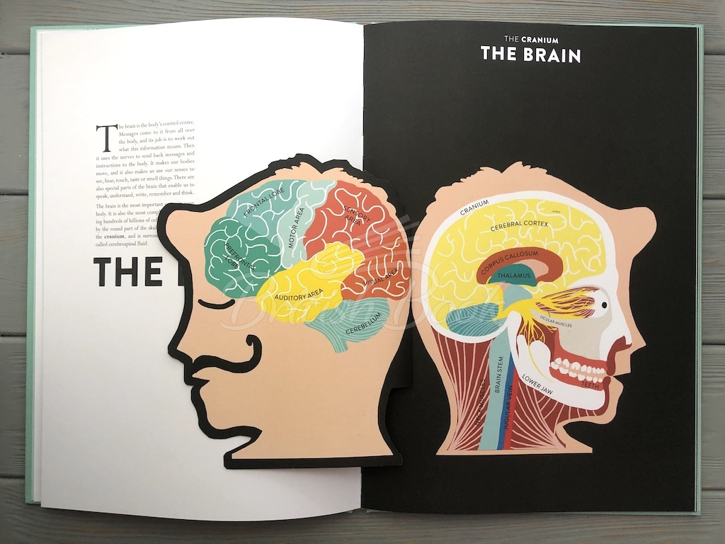 Книга Anatomy: A Cutaway Look Inside the Human Body зображення 7