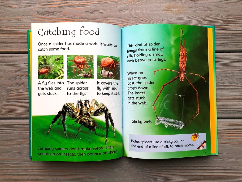 Книга Usborne Beginners Spiders зображення 7