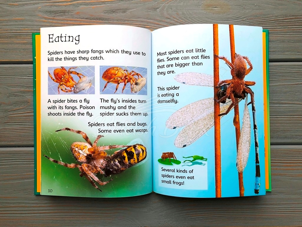 Книга Usborne Beginners Spiders зображення 6
