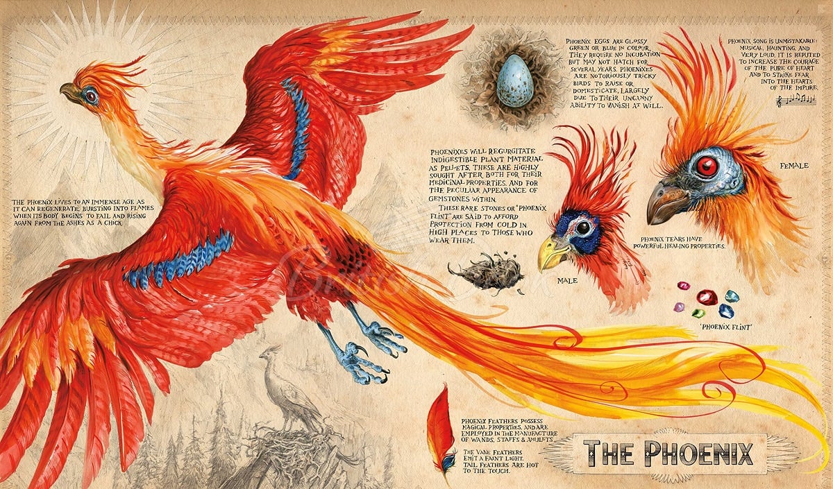 Книга Harry Potter and the Chamber of Secrets (Illustrated Edition) зображення 7