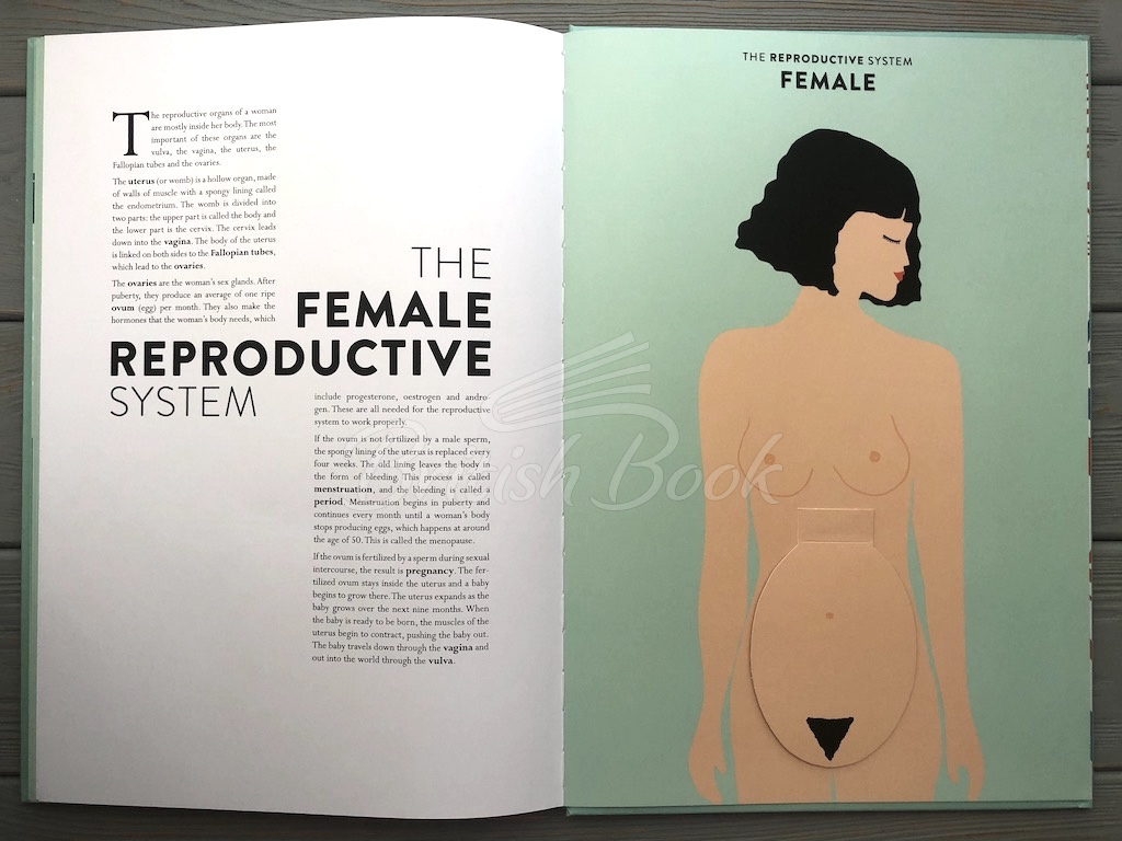 Книга Anatomy: A Cutaway Look Inside the Human Body зображення 27