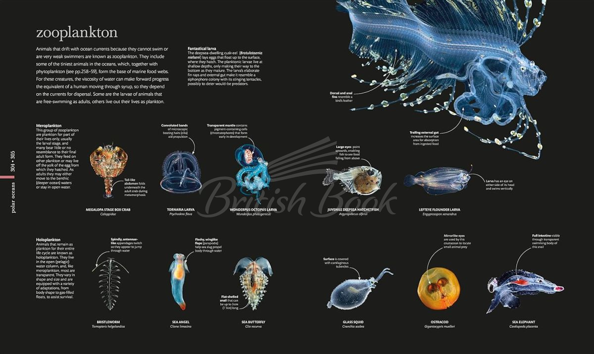 Книга The Science of the Ocean зображення 7