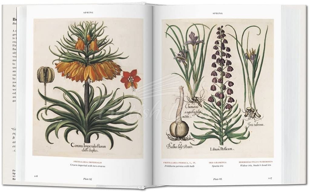 Книга Basilius Besler Florilegium: The Book of Plants зображення 4