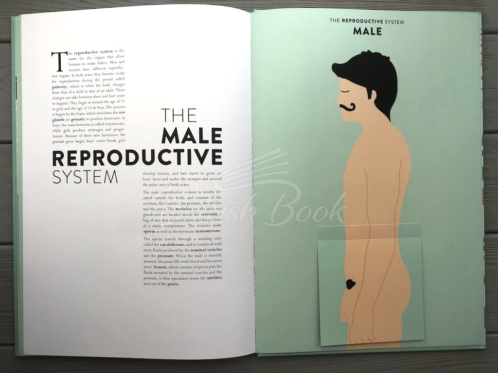 Книга Anatomy: A Cutaway Look Inside the Human Body зображення 25
