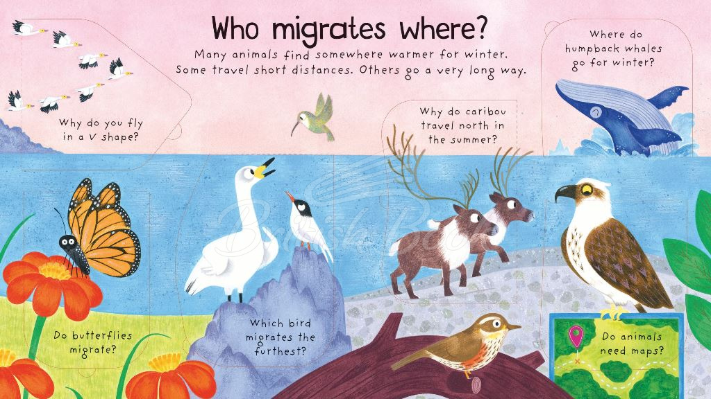 Книга Lift-the-Flap First Questions and Answers: Where Do Animals Go In Winter? зображення 1