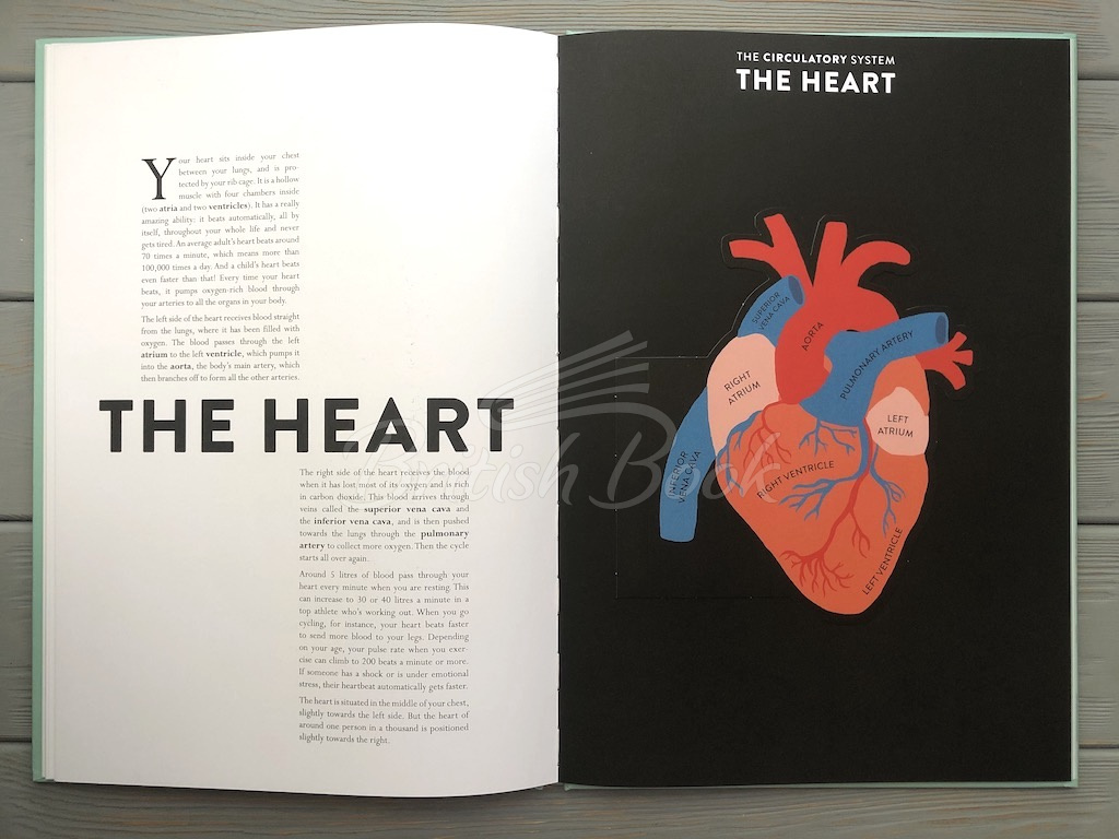 Книга Anatomy: A Cutaway Look Inside the Human Body зображення 12