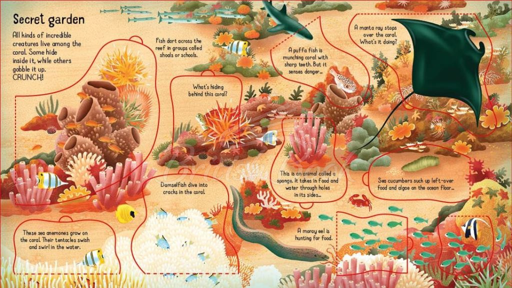 Книга Look inside a Coral Reef зображення 2