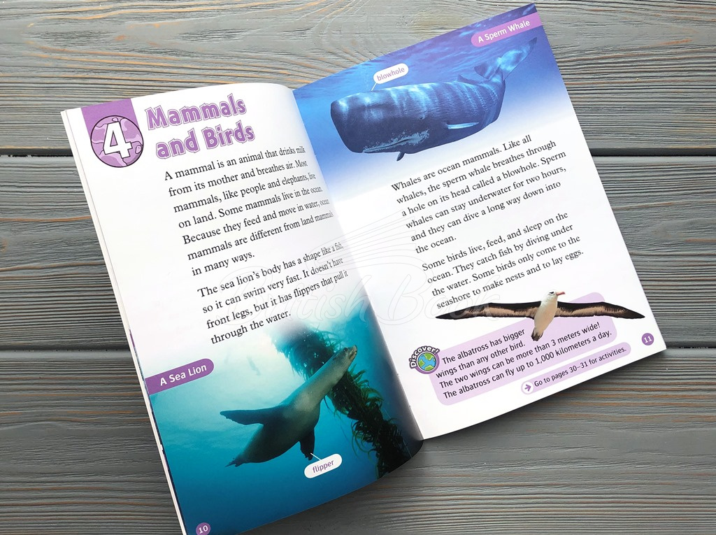 Книга Oxford Read and Discover Level 4 All About Ocean Life зображення 1