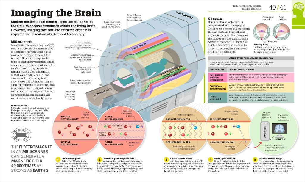 Книга How the Brain Works зображення 6
