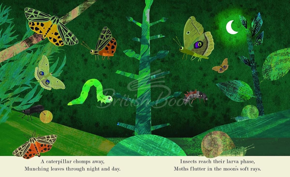 Книга A Peek-Through Introduction to Nature: Bugs зображення 2