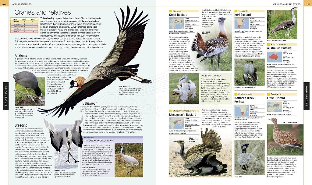 Книга Bird: The Definitive Visual Guide зображення 5