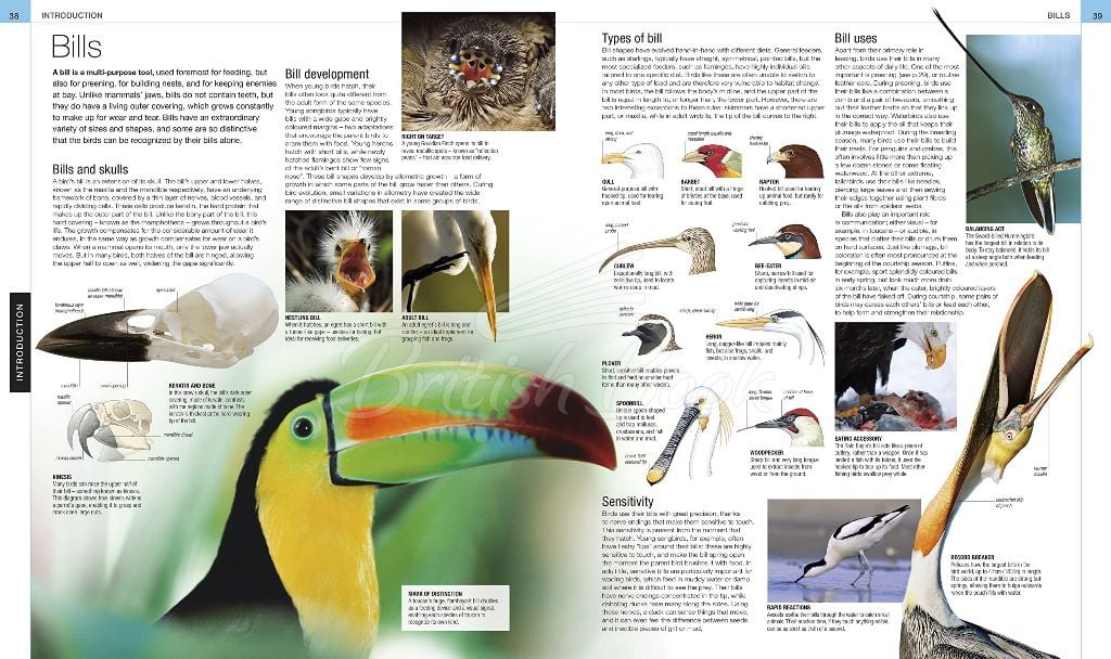 Книга Bird: The Definitive Visual Guide зображення 11
