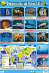 Ocean and Sea Life Poster