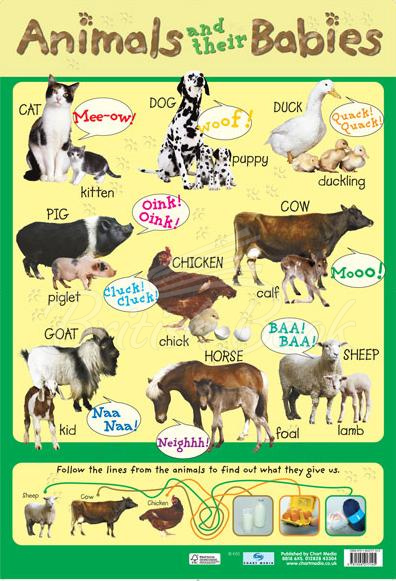 Плакат Animals and Their Babies Poster зображення
