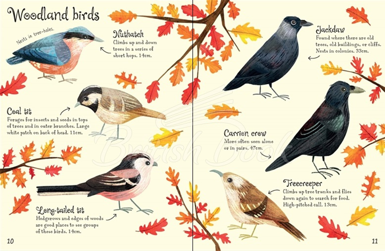 Книга Birds to Spot зображення 1