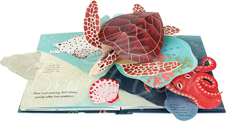 Книга Shells: A Pop-Up Book of Wonder зображення 3