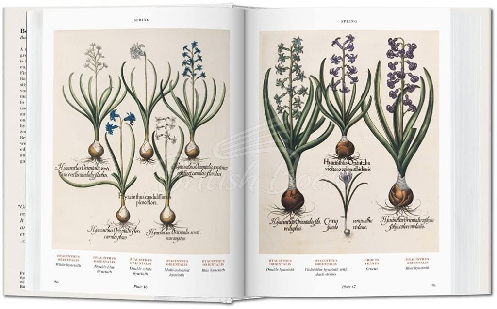 Книга Basilius Besler Florilegium: The Book of Plants зображення 5