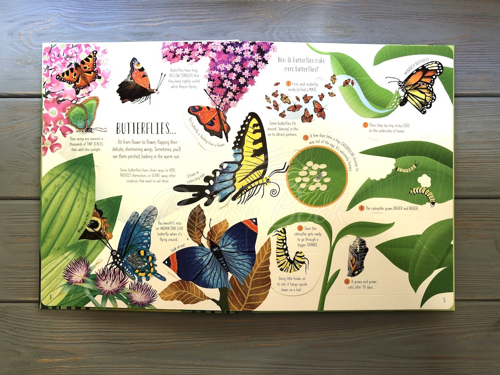 Книга Lift-the-Flap Bugs and Butterflies зображення 4