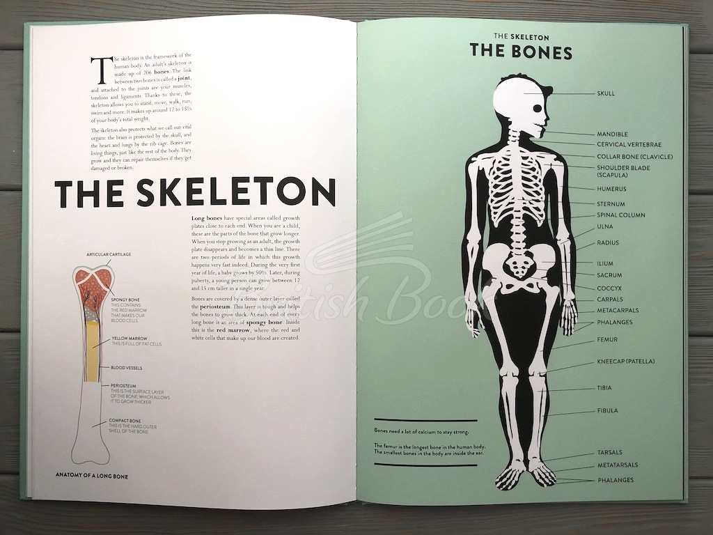 Книга Anatomy: A Cutaway Look Inside the Human Body зображення 8