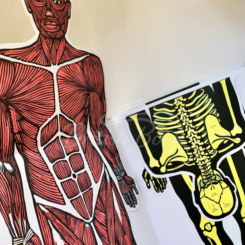 Книга Inside the Body: An Extraordinary Layer-by-Layer Guide to Human Anatomy зображення 2