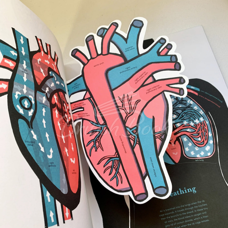 Книга Inside the Body: An Extraordinary Layer-by-Layer Guide to Human Anatomy зображення 1