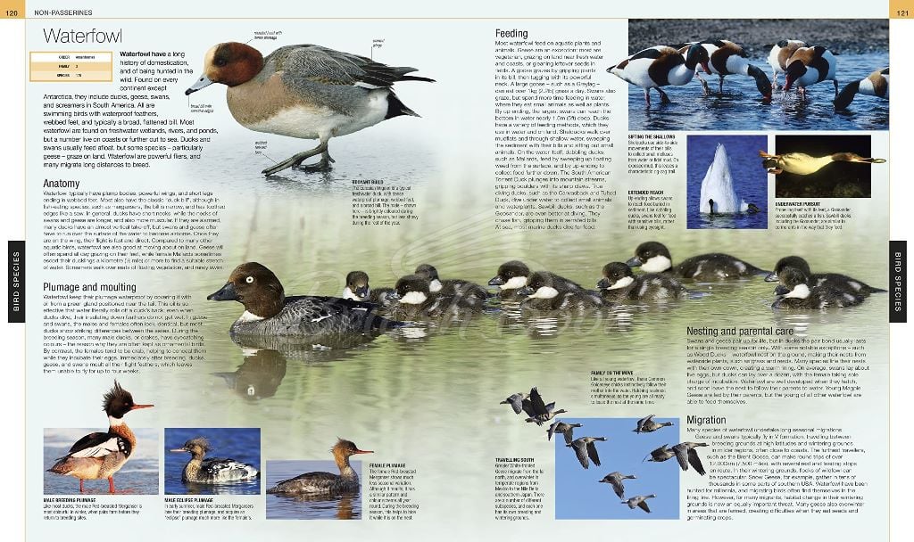 Книга Bird: The Definitive Visual Guide зображення 7