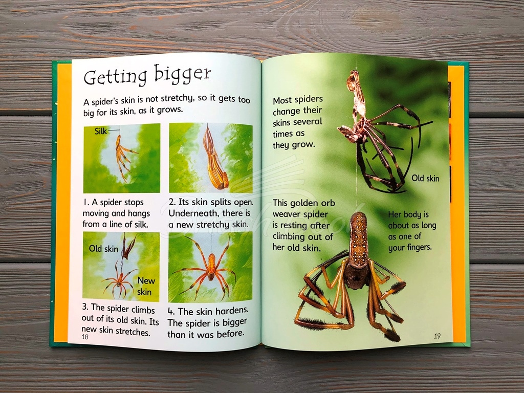 Книга Usborne Beginners Spiders зображення 2