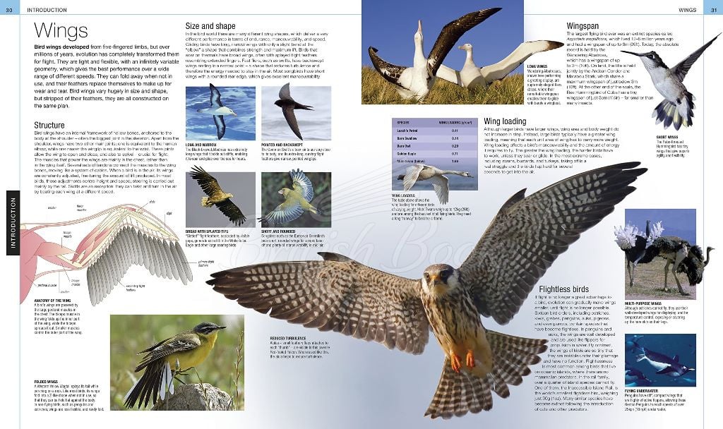 Книга Bird: The Definitive Visual Guide зображення 12