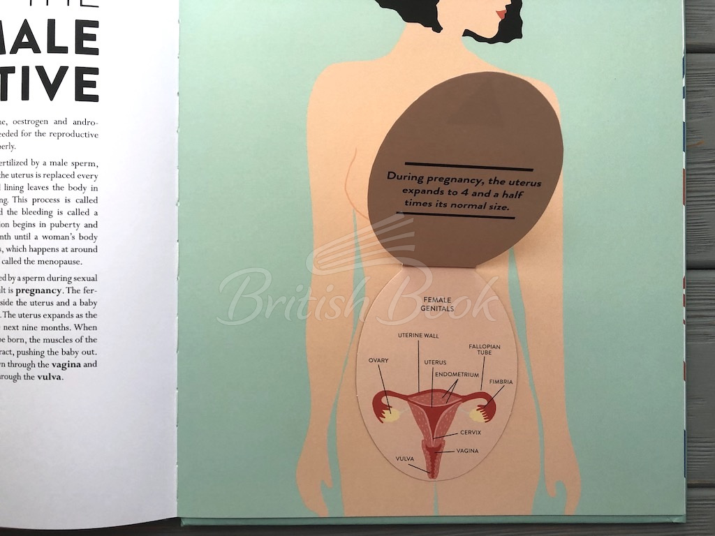 Книга Anatomy: A Cutaway Look Inside the Human Body зображення 28