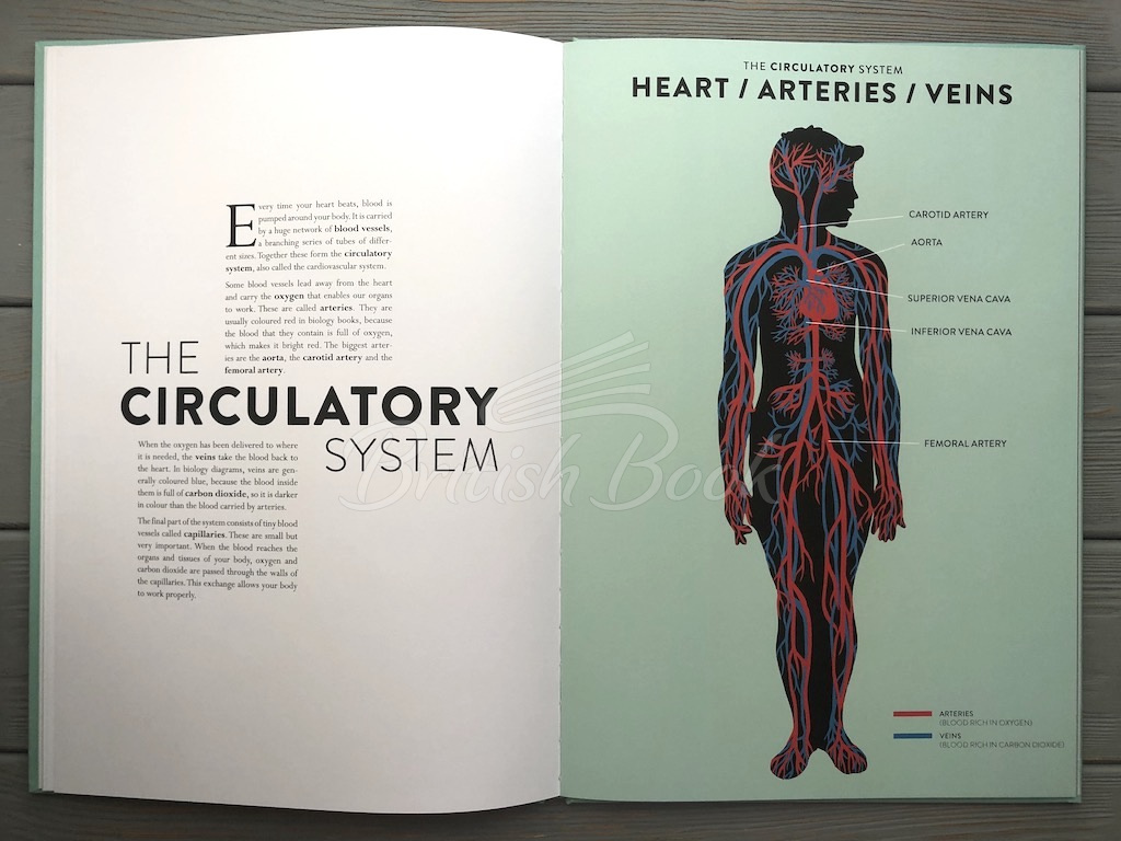 Книга Anatomy: A Cutaway Look Inside the Human Body зображення 11