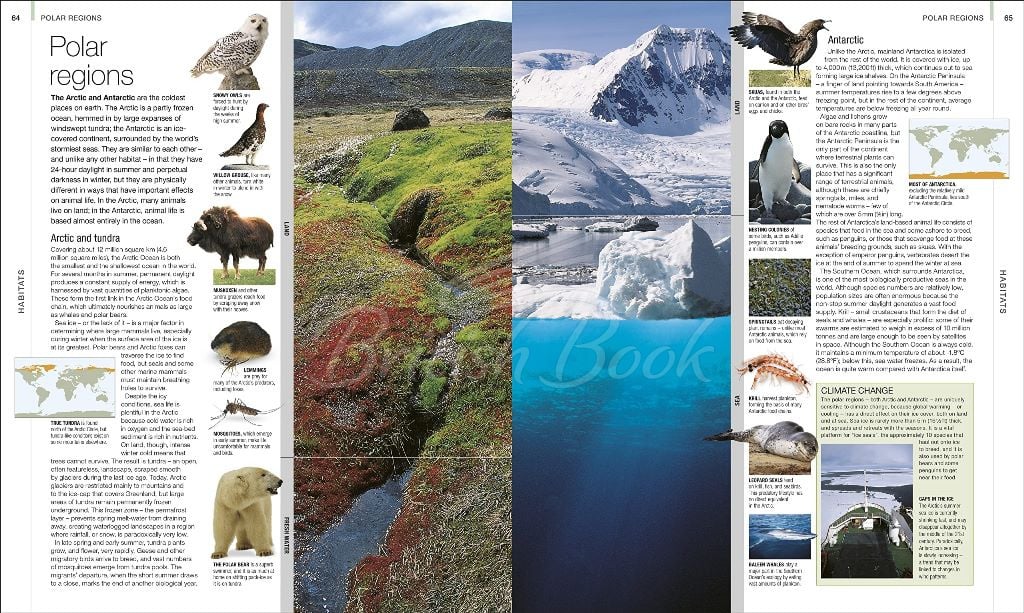 Книга Animal: The Definitive Visual Guide (New Edition) зображення 6